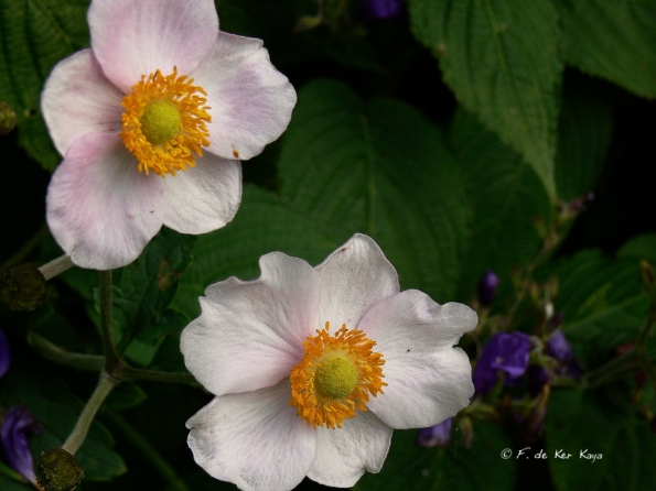 Bois des Moutiers  (29) Summer 2012